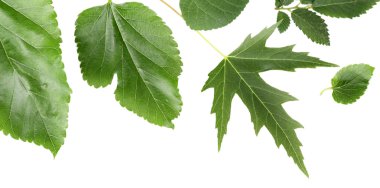 yeşil yapraklar beyaz üzerinde izole