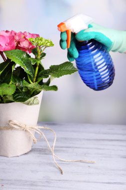 açık renkli ortanca çiçek bakım süreci