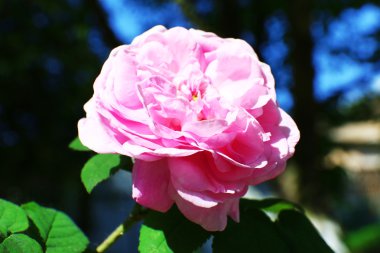 Bahçedeki pembe gül