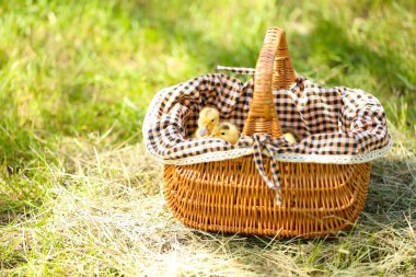 küçük sevimli ördek yavrusu sepet yeşil çimen, açık havada