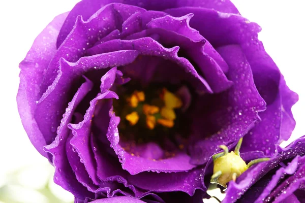 Purple eustoma on white background close-up — Stock Photo, Image