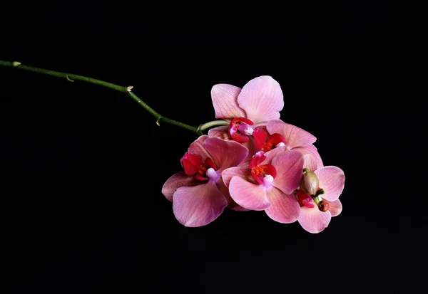 Frumoasă floare orhidee înflorită izolată pe negru — Fotografie, imagine de stoc