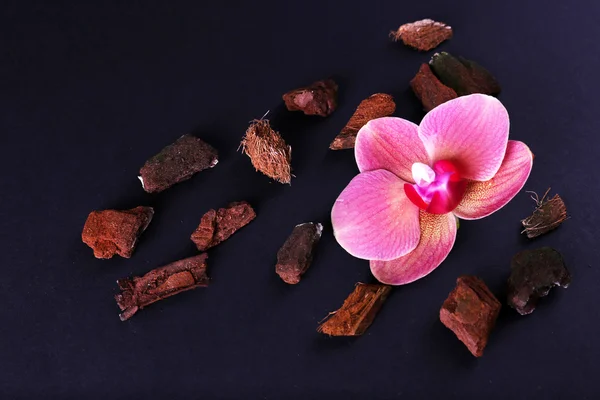 Bela flor de orquídea florescente isolada em preto — Fotografia de Stock