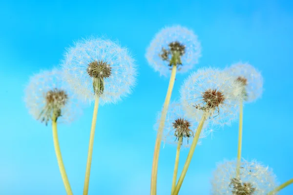 Dandelions on blue background — Stock Photo, Image