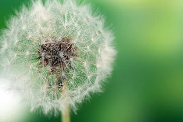 Diente de león sobre fondo verde — Foto de Stock