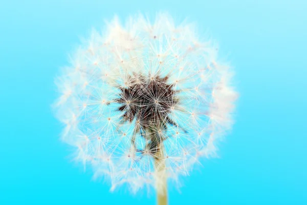 Diente de león sobre fondo azul — Foto de Stock