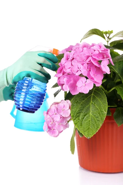 Processus de soins pour la fleur d'hortensia isolé sur blanc — Photo