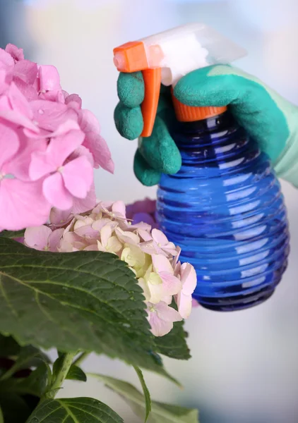 Process of caring for  hydrangea flower on light background — Stock Photo, Image