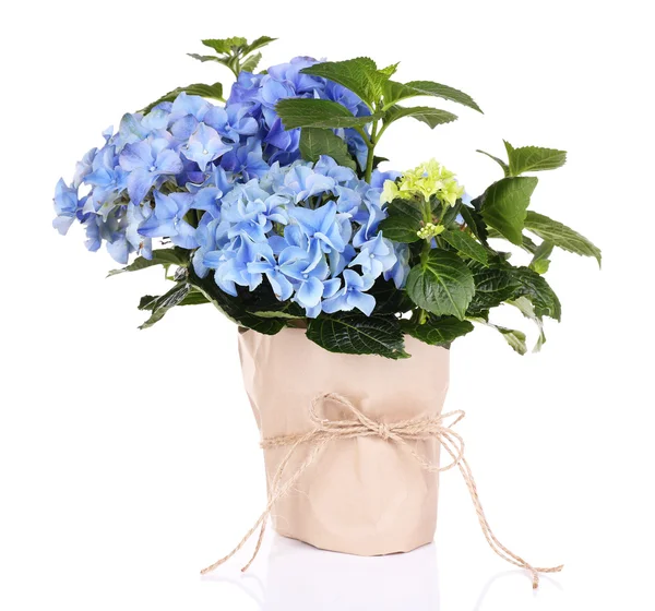 Hydrangea in flowerpot isolated on white — Stock Photo, Image