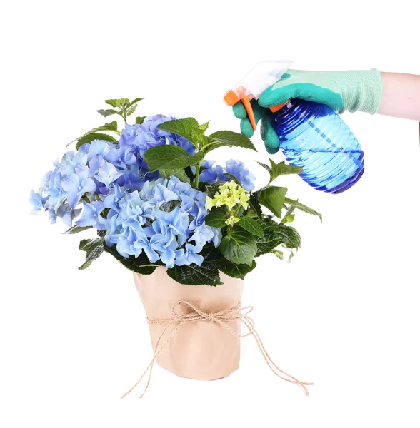 Process of caring for  hydrangea flower isolated on white — Stock Photo, Image