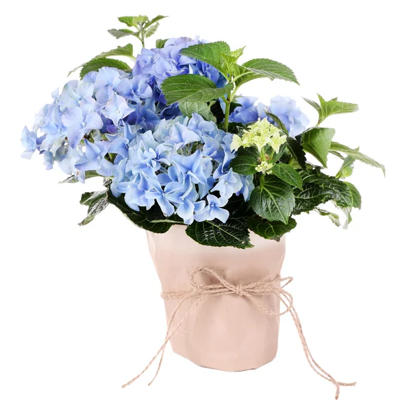 Hortensia i blomkruka isolerad på vit — Stockfoto