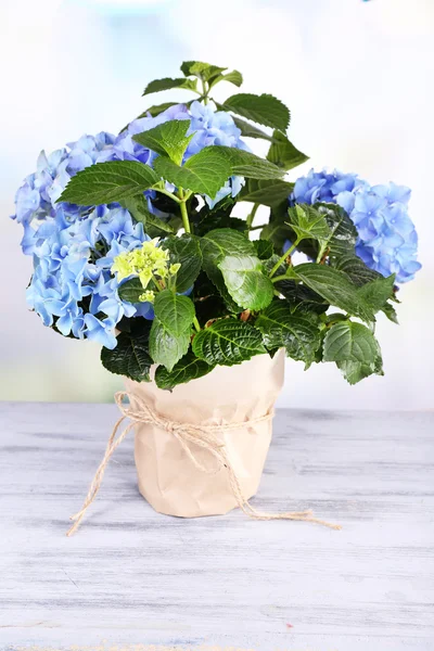 Hortensie im Blumentopf auf Holztisch, auf hellem Hintergrund — Stockfoto