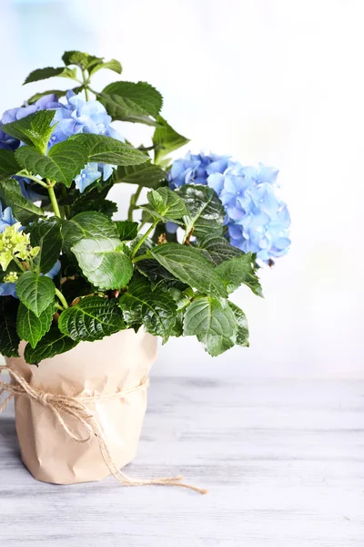 Hortensia en maceta sobre mesa de madera, sobre fondo claro —  Fotos de Stock