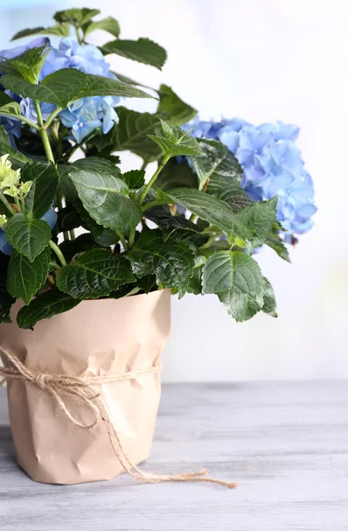 Hydrangea in flowerpot on wooden table, on light background — Stock Photo, Image