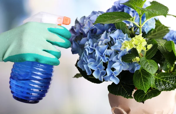 Process of caring for  hydrangea flower  on light background — Stock Photo, Image
