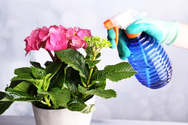 Proces péče o květ hortenzie na světlé pozadí — Stock fotografie