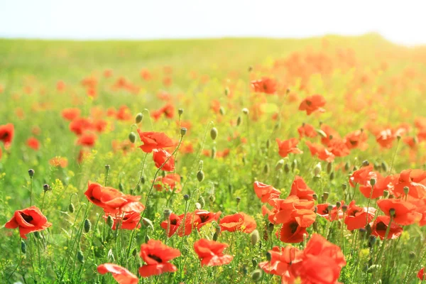 Beautiful poppy flowers in the field — Stock Photo, Image