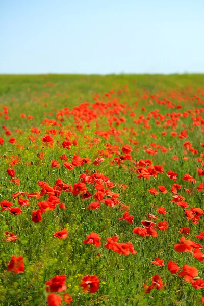 Hermosas flores de amapola en el campo — Foto de Stock