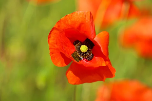 Vacker vallmo blomma i fältet — Stockfoto