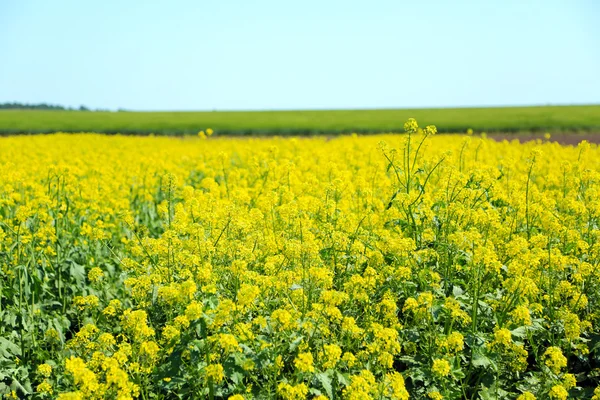 Beautiful rape in the field — Stock Photo, Image