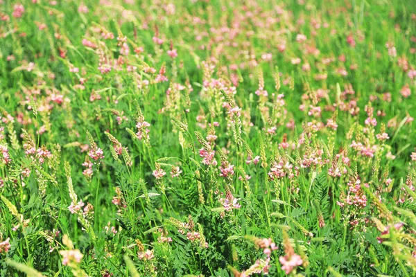 Hermosas flores silvestres en el campo —  Fotos de Stock