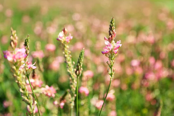 Hermosas flores silvestres en el campo — Foto de Stock