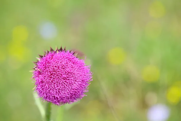 Beautiful thistle in the field — Stock Photo, Image
