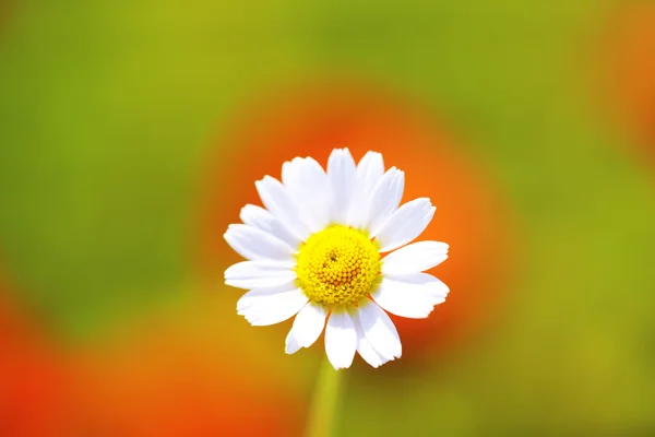 Belle fleur de marguerite, en plein air — Photo