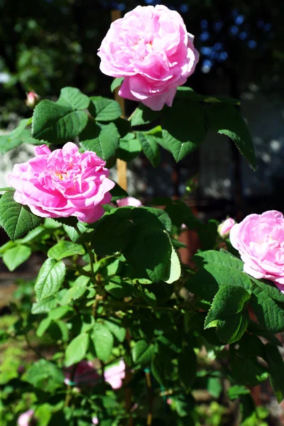 Rosa ros i trädgården — Stockfoto