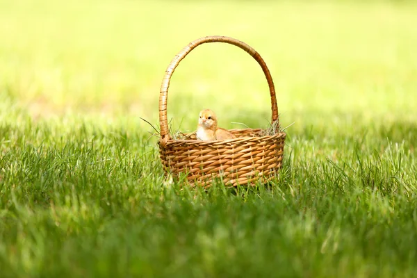 Little cute duckling in basket on green grass, outdoors — Stock Photo, Image