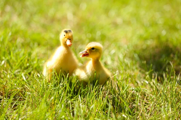 Pequenos patinhos bonitos na grama verde, ao ar livre — Fotografia de Stock