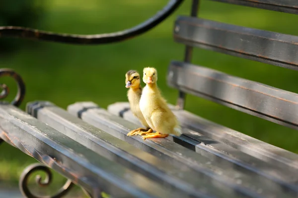Little cute ducklings on bench in the park — Stock Photo, Image