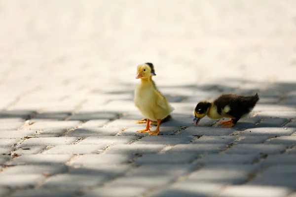 Pequenos patinhos bonitos, ao ar livre — Fotografia de Stock