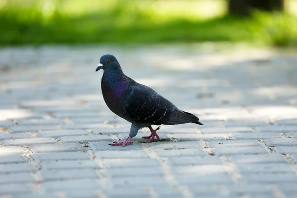 Um pombo cinzento no parque — Fotografia de Stock