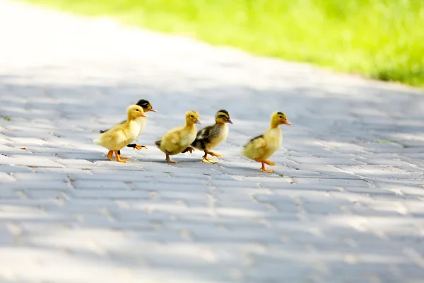 Little cute ducklings, outdoors — Stock Photo, Image