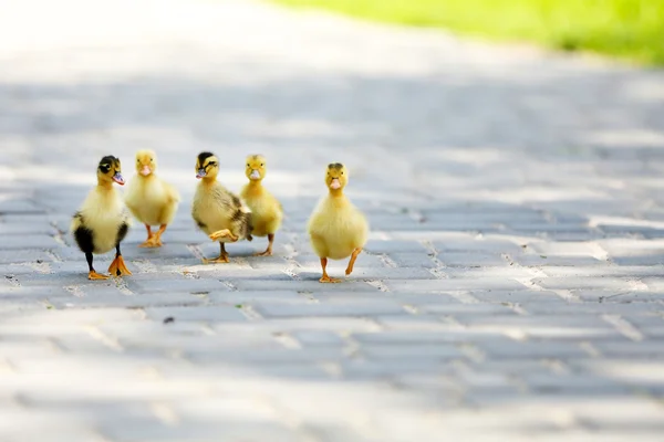 Little cute ducklings, outdoors — Stock Photo, Image
