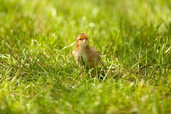 Weinig schattig kip op groen gras, buitenshuis — Stockfoto