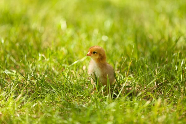 Małe słodkie kurczaka na zielonej trawie, na zewnątrz — Zdjęcie stockowe