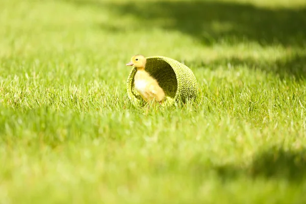 Kleines süßes Entlein auf grünem Gras, im Freien — Stockfoto
