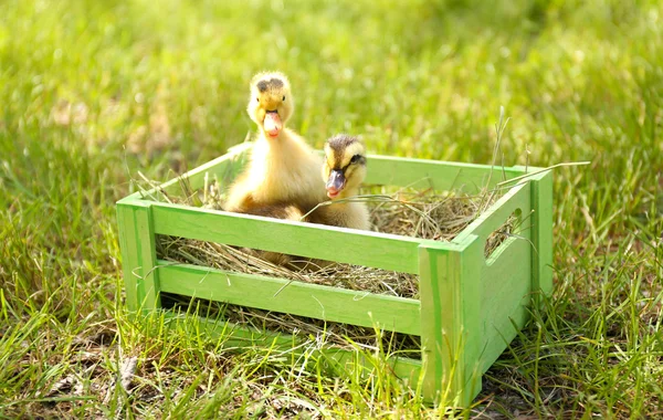 Niewiele cute kaczki na zielonej trawie w drewniane pudełko na zewnątrz — Zdjęcie stockowe