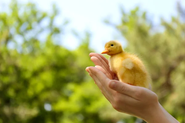 Hand holding little cute duckling, outdoors