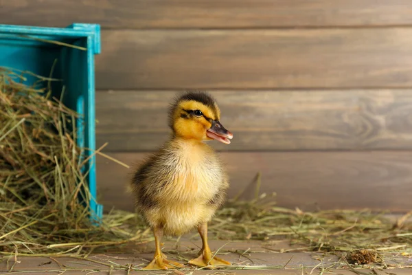 Malý roztomilý kachňátko ve stodole — Stock fotografie