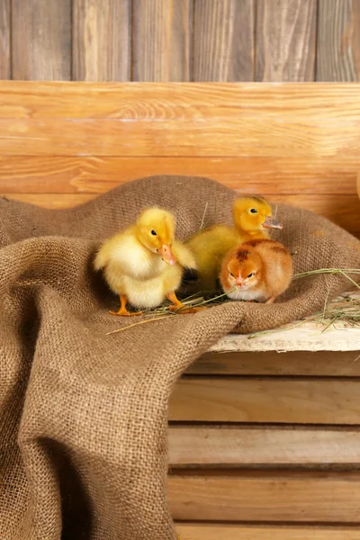 Weinig schattige eendjes en kip in schuur — Zdjęcie stockowe