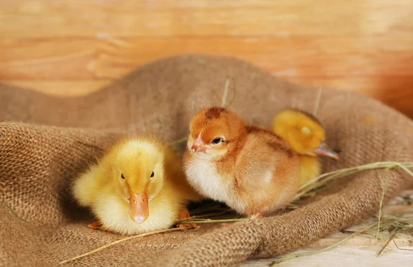 Weinig schattige eendjes en kip in schuur — Stockfoto