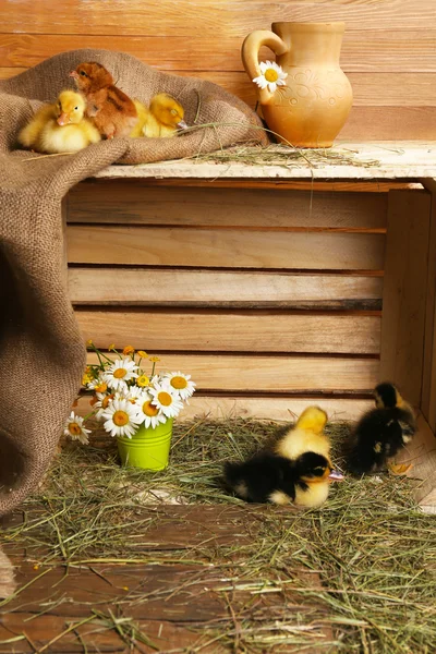 Malý roztomilý Kachňata ve stodole — Stock fotografie