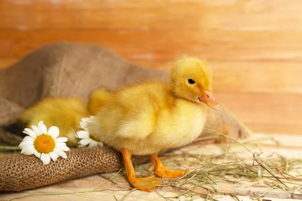 Pequeños patitos lindos en granero — Foto de Stock