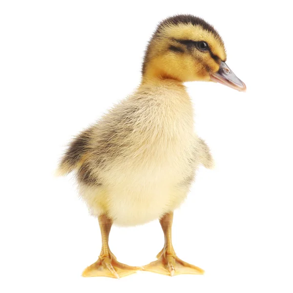 Little cute duckling isolated on white — Stock Photo, Image
