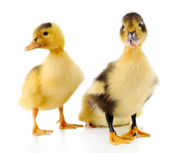 Little cute ducklings isolated on white — Stock Photo, Image