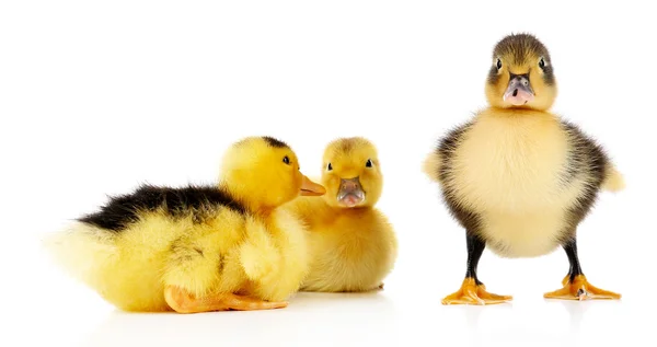 Piccoli simpatici anatroccoli isolati su bianco — Foto Stock