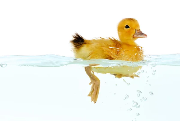 Floating little cute duckling isolated on white — Stock Photo, Image